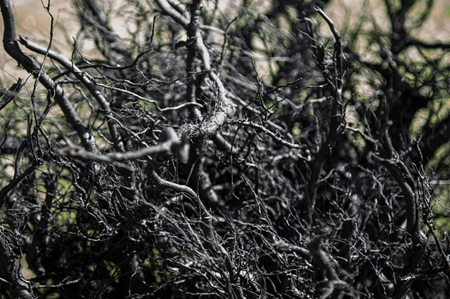 See the Forest (for the trees)