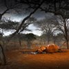 The wildLIFE Project