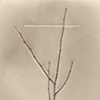 Branch 3