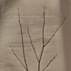 Branch 2