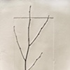 Branch