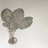 Radish Sketch I