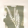 Spear Fern 4