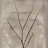 Branch 4