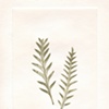 Spear Fern 7
