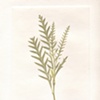 Spear Fern 2