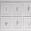 spear ferns