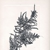 black airfern on far right