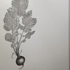 single radish