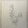 Framed Rosemary 