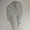 Bok Choy leaf 2 sketch