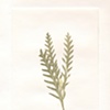 Spear Fern 5