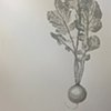 single radish sketch 1