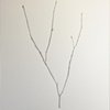 branch1