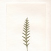 Spear Fern