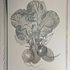 set of Radish