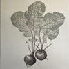 radishes