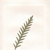 Spear Fern 6