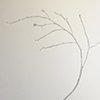 branch