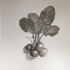group radish sketch 