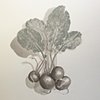 radishes  
