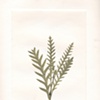 Spear Fern 9