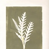 Spear Fern 8