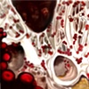 TV: BBC 'Inside the Human Body'