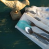 Cloth Napkins