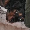 Studio dog Dunkin