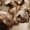 A Fragile Protection, detail