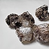 Cocoons