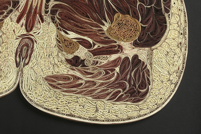 Male Pelvis (detail)