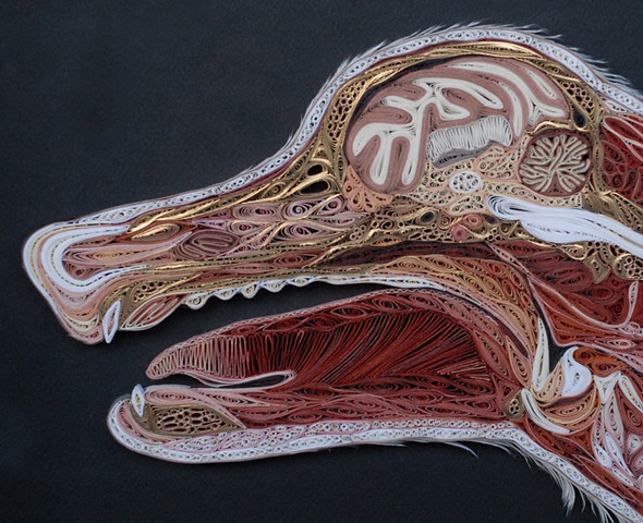 Canis lupus familiaris (detail)