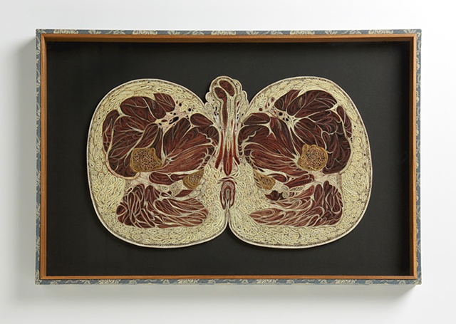 Male Pelvis