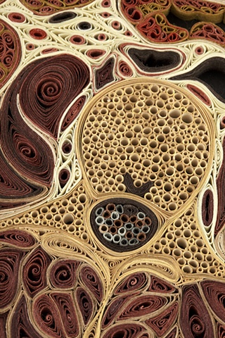 Abdomen (detail)