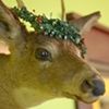 Doe