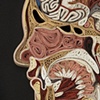 Profile (detail)