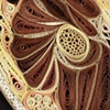 Thorax (detail)