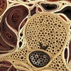 Abdomen (detail)