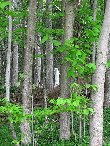Columnar Reflection