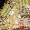 DETAIL Virtue of knowing