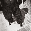Gorilla with Dress Shoes  Belfast, Maine