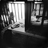 Girl with Rabbits &nbsp;Austin, Texas