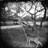 Sadie and Dwight -- Waring, Texas