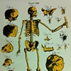 Human Skeleton