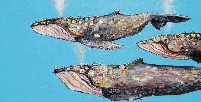 Humpback Whale Pod