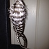 single black & white feather