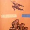 Desert Animals