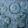 Razor Coral